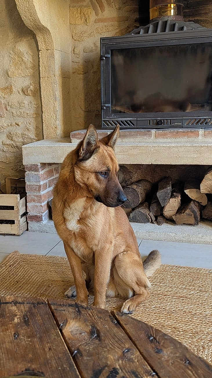 Simba a rejoint le concours — aidez-le/la à gagner de superbes lots ! dog, pet, fireplace, woodpile, rustic, indoor, floor_rug, wooden_table, bricks, hearth, sitting, brown_fur, ears, muzzle, attentive, home_interior, cozy, tiled_floor, crate, looking_away