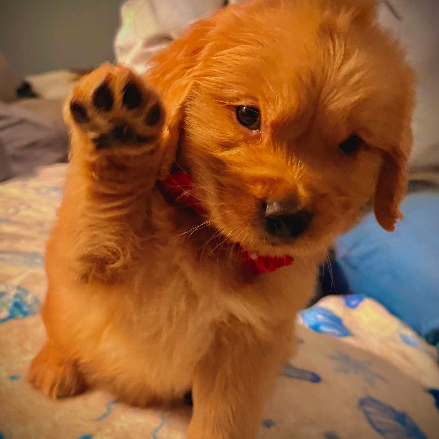Ellys Uriah is registered to the contest to win money with this photo: animal, bed, blanket, collar, cute, dog, domestic, fluffy, friendly, fur, golden_retriever, indoor, mammal, paw, pet, puppy, raising_paw, red_collar, small, young