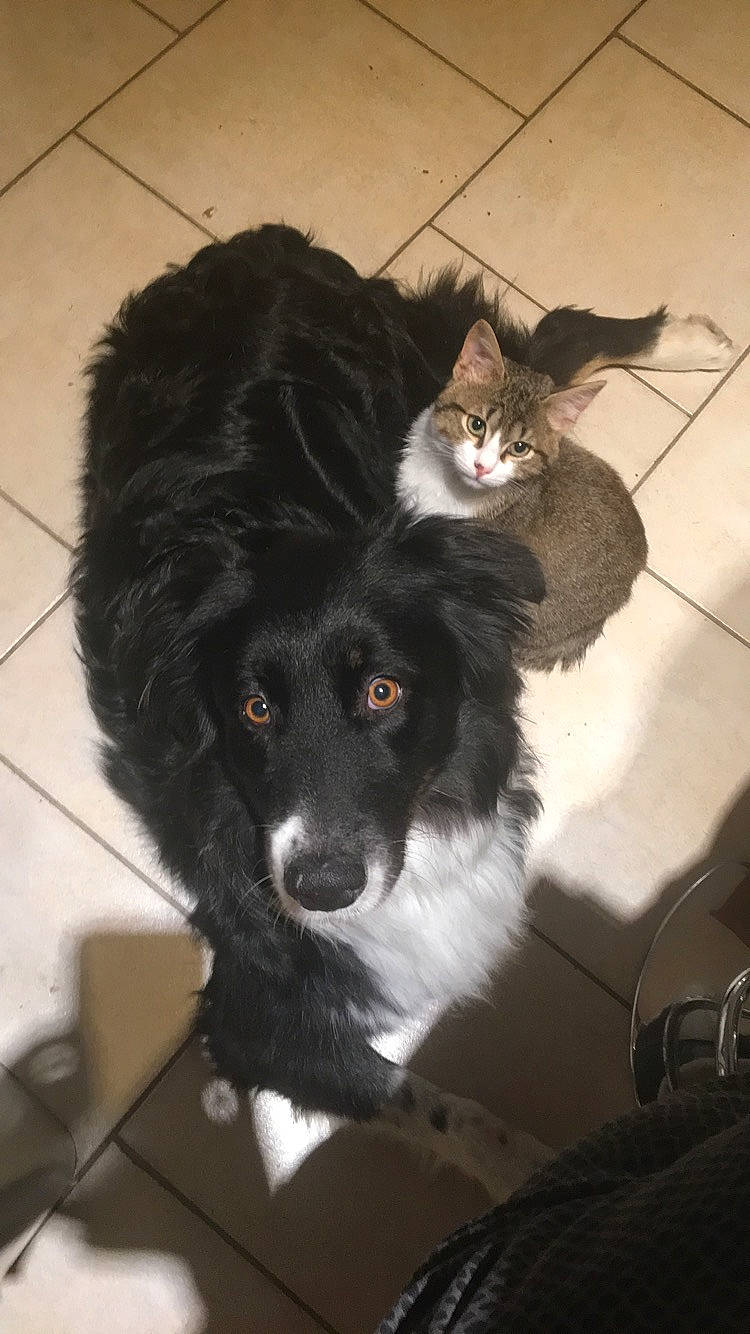 Jena a rejoint le concours — aidez-le/la à gagner de superbes lots ! border_collie, carnivore, cat, companion_dog, dog, dog_breed, felidae, flooring, fur, herding_dog, paw, sporting_group, terrestrial_animal, whiskers, working_animal, working_dog