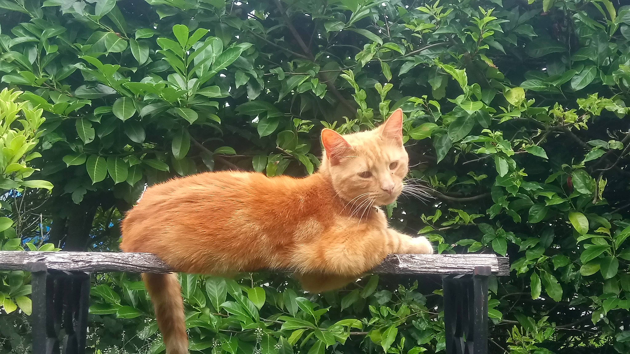 Austin is registered to the contest to win money with this photo: carnivore, cat, domestic_short_haired_cat, european_shorthair, fawn, felidae, german_rex, mammal, organism, plant, small_to_medium_sized_cats, tail, vertebrate, whiskers, wildlife