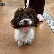 Titi joined the competition — help win amazing prizes! adorable, animal, brown_pants, companion, cute, dog, domestic, floor, fluffy, friendly, happy, indoor, leash, looking_up, pet, pink_leash, pink_slippers, puppy, small_dog, tongue_out