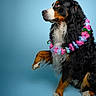 ézio participe au concours pour gagner de l'argent avec cette photo : animal, bernese_mountain_dog, black_fur, blue_background, brown_fur, canine, colorful, cute, dog, domestic_animal, flower_lei, fluffy, friendly, fur, paw_raised, pet, portrait, sitting, studio_photo, white_fur