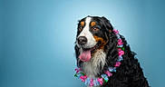 ézio participe au concours pour gagner de l'argent avec cette photo : accessory, animal, bernese_mountain_dog, black_fur, blue_background, brown_fur, colorful, cute, dog, flower_lei, fur, happy, pet, portrait, smiling, studio, summer, tongue_out, tropical, white_fur