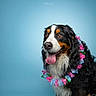 accessory, animal, bernese_mountain_dog, black_fur, blue_background, brown_fur, colorful, cute, dog, flower_lei, fur, happy, pet, portrait, smiling, studio, summer, tongue_out, tropical, white_fur
