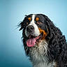 animal, bernese_mountain_dog, black, blue_background, brown, canine, cute, dog, fluffy, friendly, fur, happy, indoors, mammal, model, pet, portrait, studio, tongue_out, white