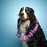 ézio a rejoint le concours — aidez-le/la à gagner de superbes lots ! adorable, animal, bernese_mountain_dog, black_fur, blue_background, brown_fur, companion, cute, dog, domestic_animal, flower_lei, fluffy, fur, indoor, looking_away, pet, portrait, sitting, studio, white_fur