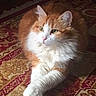 cat, orange_cat, white_cat, fluffy_cat, pet, animal, indoor, carpet, patterned_rug, crossed_paws, relaxed, feline, cute, domestic_cat, portrait, fur, whiskers, ears, eyes, resting
