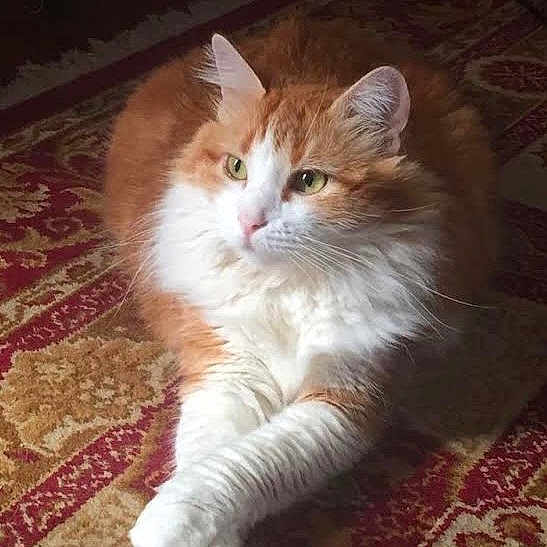 Blondy participe au concours pour gagner de l'argent avec cette photo : cat, orange_cat, white_cat, fluffy_cat, pet, animal, indoor, carpet, patterned_rug, crossed_paws, relaxed, feline, cute, domestic_cat, portrait, fur, whiskers, ears, eyes, resting