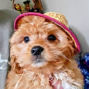 Pebbles joined the competition — help win amazing prizes! puppy, dog, hat, straw_hat, cute, fluffy, curly_hair, pet, animal, indoors, person, hand, decorations, brown_fur, close_up, adorable, portrait, companion, domestic_animal, young_dog