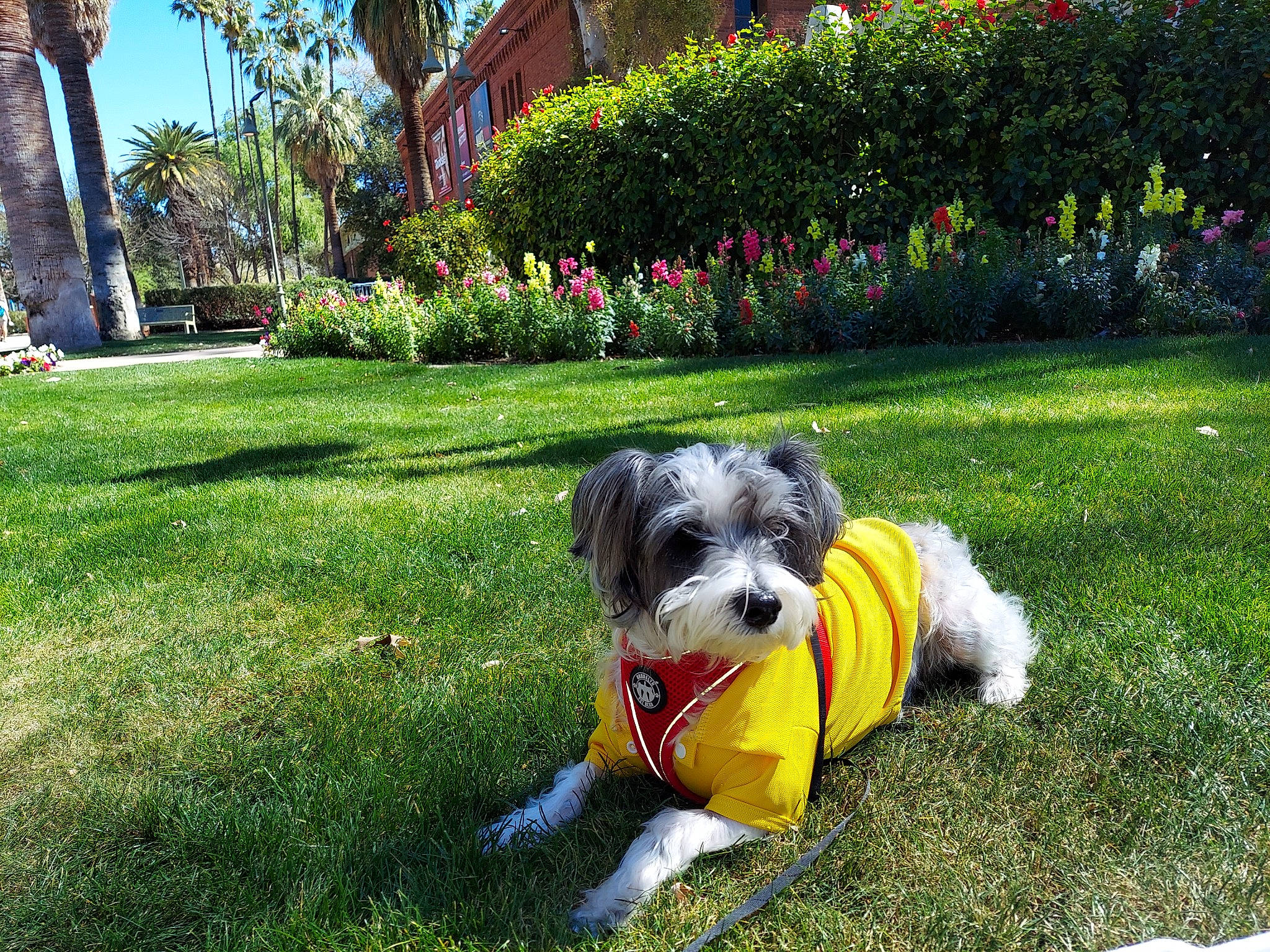 Coco joined the competition — help win amazing prizes! building, carnivore, companion_dog, dog, dog_breed, dog_clothes, dog_supply, garden, grass, groundcover, lawn, leaf, plant, schnauzer, shrub, small_terrier, terrier, toy_dog, tree, working_animal