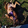 belly_up, brown_fur, close_up, collar, concrete, dog, grass, ground, head, leaves, nose, outdoor, paws, pet, playful, purple_harness, rolling_over, shadow, sunlight, tag