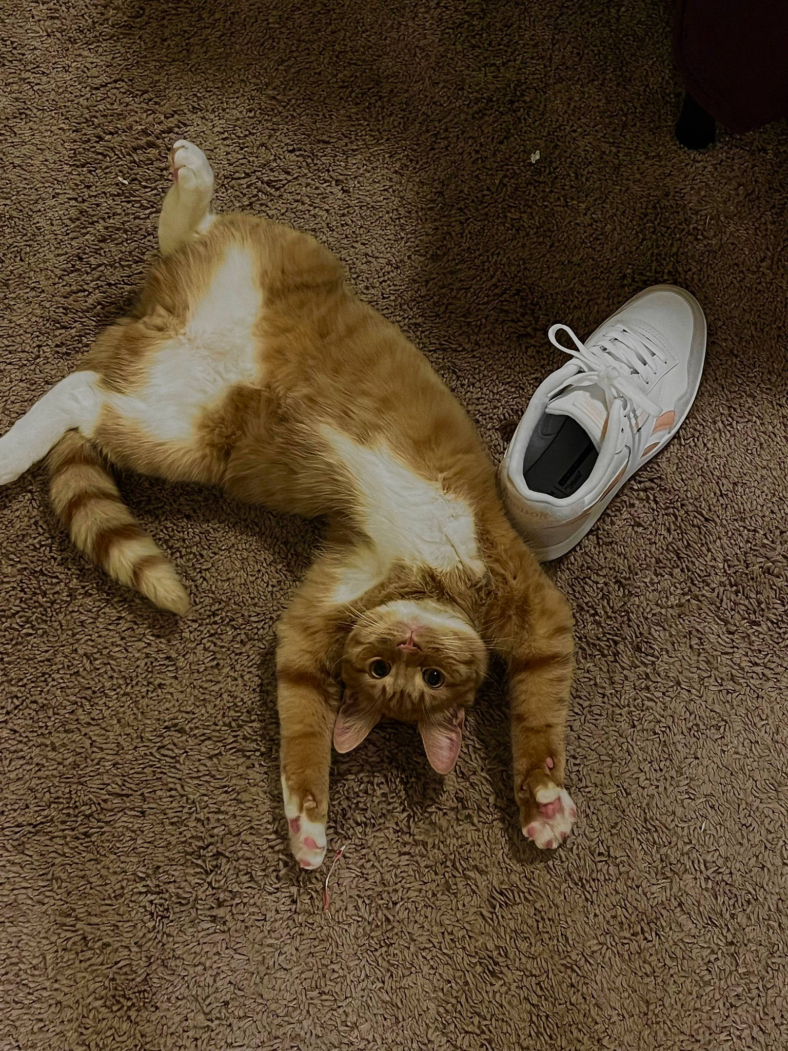 Cal joined the competition — help win amazing prizes! asphalt, carnivore, cat, comfort, companion_dog, dog_breed, domestic_short_haired_cat, fawn, felidae, flooring, foot, fur, human_leg, paw, small_to_medium_sized_cats, snout, tail, walking_shoe, whiskers, wood