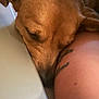 Sunni And Cuppa is registered to the contest to win money with this photo: dog, brown_dog, sleeping, close_up, tattoo, arm, resting, peaceful, cozy, pet, animal, indoor, snout, fur, relaxation, companion, friendship, calm, napping, skin