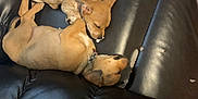 Sunni And Cuppa joined the competition — help win amazing prizes! puppies, dogs, black_leather_couch, notebook, paper, torn_paper, sleeping, collars, indoor, wood_floor, cute, pets, young_dogs, resting, fur, two_animals, close_up, domestic_animals, home, companions