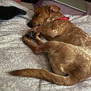 Sunni And Cuppa joined the competition — help win amazing prizes! dog, sleeping, bed, blanket, patterned_bedspread, laptop, hairbrush, red_collar, brown_dog, white_speckles, curled_up, resting, indoor, cozy, pet, animal, furry, paw, tail, peaceful