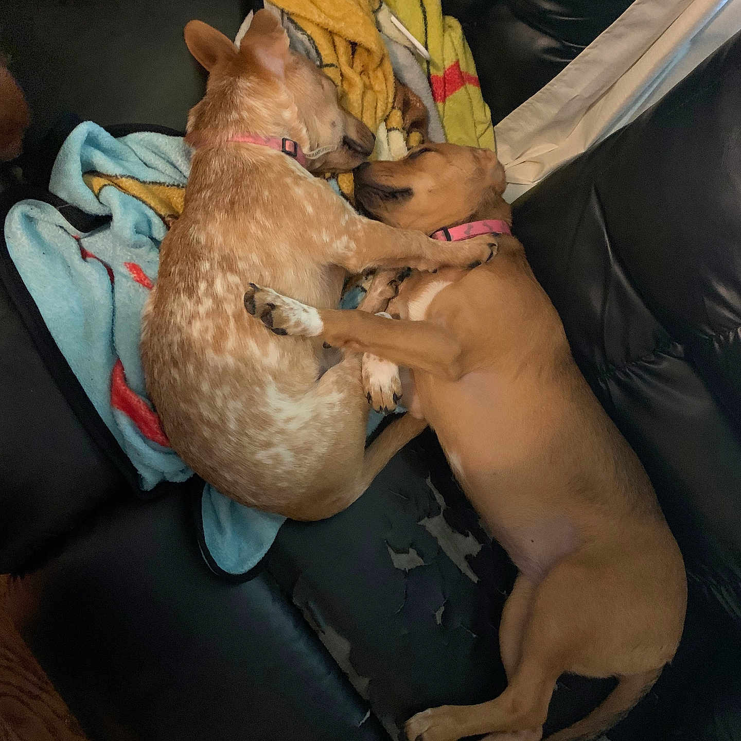 Sunni And Cuppa joined the competition — help win amazing prizes! animal, blanket, brown_dog, collar, companionship, couch, cozy, cute, dog, domestic_animal, friendship, fur, indoor, paw, pet, relaxation, resting, sleeping, snuggling, tan_dog