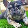 Mik joined the competition — help win amazing prizes! animal, black_and_white, blurry, canine, close_up, dog, ears, expression, french_bulldog, grass, lying_down, muzzle, outdoor, paws, pet, portrait, puppy, serious, sitting, wrinkles