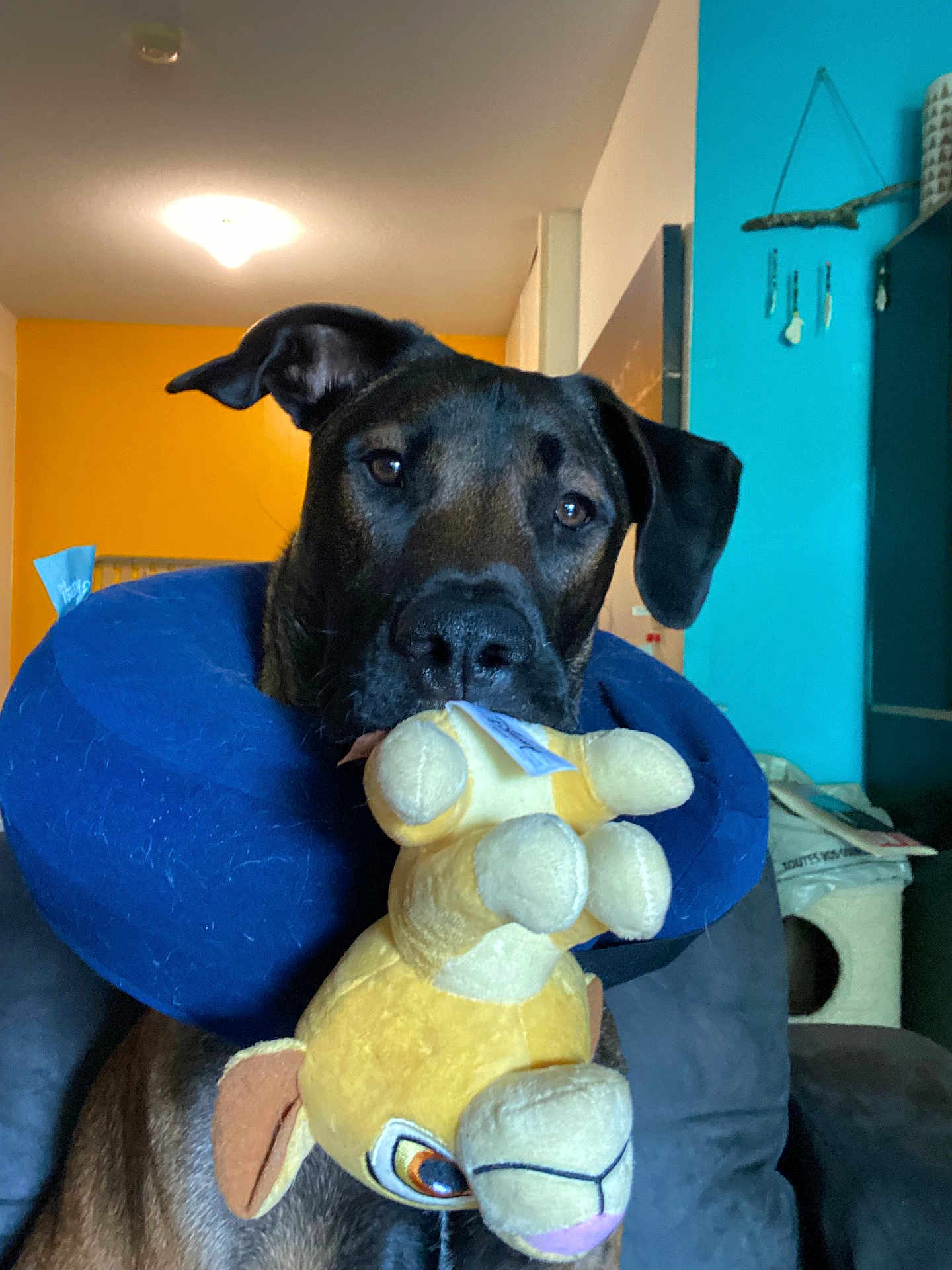 Volt a rejoint le concours — aidez-le/la à gagner de superbes lots ! dog, stuffed_toy, blue_neck_pillow, indoor, yellow_wall, turquoise_wall, pet, animal, ears, snout, fur, couch, plush, playful, looking_at_camera, household, relaxed, domestic, cute, companion