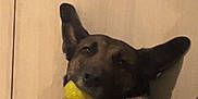 Tawa participe au concours pour gagner de l'argent avec cette photo : animal, ball, brown, cabinet, canine, couch, dog, domestic, ears, floor, fur, happy, house, indoor, looking, mouth, pet, playful, resting, toy
