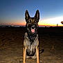 Tawa a rejoint le concours — aidez-le/la à gagner de superbes lots ! animal, beach, canine, collar, dog, evening, german_shepherd, happy, mammal, nature, outdoor, pet, sand, sitting, sky, smiling, sunset, tongue_out, twilight, wildlife