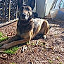 Tawa participe au concours pour gagner de l'argent avec cette photo : animal, backyard, canine, collar, daylight, dirt, dog, ear, fence, garden, grass, nature, outdoor, pet, quiet, resting, shadow, sunlight, trash_bin, watchful