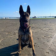 Tawa participe au concours pour gagner de l'argent avec cette photo : animal, beach, blue_sky, boats, canine, daytime, dog, happy, nature, outdoor, pet, sand, sea, shore, sitting, summer, sunny, tongue_out, water, wet_paws