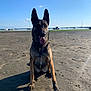 animal, beach, blue_sky, boats, canine, daytime, dog, happy, nature, outdoor, pet, sand, sea, shore, sitting, summer, sunny, tongue_out, water, wet_paws