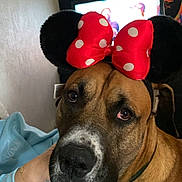 Simba a rejoint le concours — aidez-le/la à gagner de superbes lots ! animal, black_nose, bracelet, brown_fur, clothing, costume, cozy, dog, expression, face, human_arm, indoor, looking_at_camera, minnie_mouse_ears, pet, polka_dots, portrait, red_bow, tapestry, television