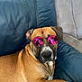 Simba participe au concours pour gagner de l'argent avec cette photo : animal, brown_dog, canine, casual, companion, cool, couch, cute, dog, domestic, fashion, furniture, indoor, leisure, pet, pink_glasses, portrait, relaxed, resting, sunglasses