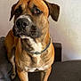dog, brown_dog, pet, animal, canine, indoor, couch, furniture, alert, collar, white_paws, snout, ears, looking_away, domestic_animal, companion, portrait, standing, mammal, friendly