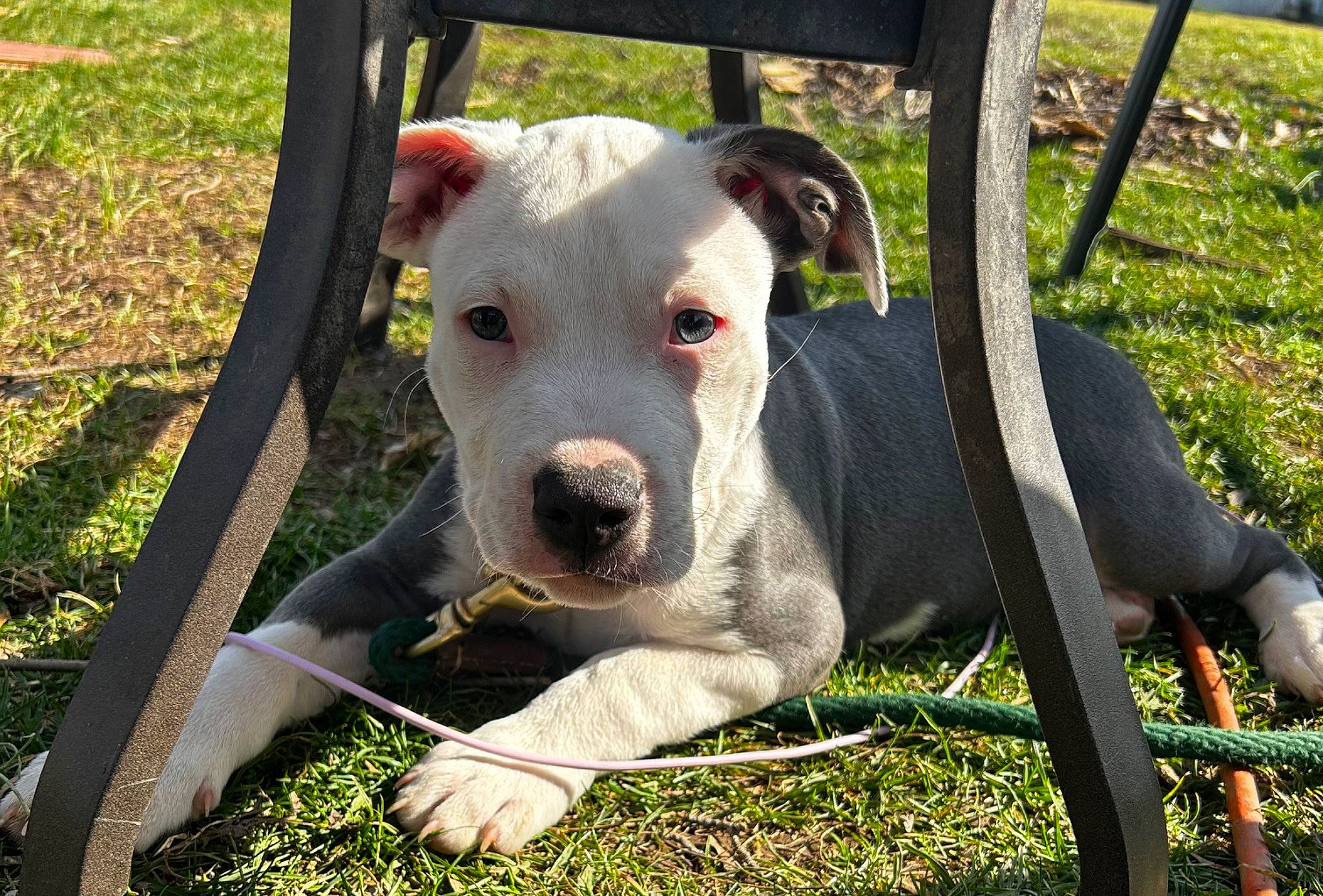 King Kong joined the competition — help win amazing prizes! bull_and_terrier, canidae, carnivore, collar, companion_dog, dog, dog_breed, dog_collar, dog_supply, eye, fawn, grass, non_sporting_group, pet_supply, plant, snout, sporting_group, terrestrial_animal, terrier, working_animal