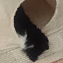 animal, animal_house, black_and_white, carpet, cat, cozy, curious, cute, floor, fur, furry, hidden, home, indoor, pet, playing, resting, soft, tile, tunnel