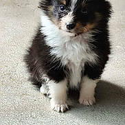Azur participe au concours pour gagner de l'argent avec cette photo : puppy, dog, pet, cute, fluffy, black_fur, white_fur, brown_fur, sitting, small, young, animal, ears, paws, adorable, looking, curious, indoor, concrete_floor, portrait