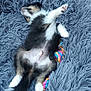 animal, black_fur, blue_bed, cute, dog, fluffy_bed, fur, laying_down, outdoor, pavement, pet, puppy, relaxed, resting, rope_toy, sleeping, small, tan_markings, white_paws, young