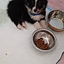 absorbent_pad, animal, black_and_white, blue_collar, collar, cute, dog, food_bowl, fur, green_bucket, indoor, kibble, pet, pet_care, pink_background, puppy, resting, small_dog, water_bowl, young_dog