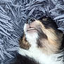 animal, blanket, calm, close_up, cozy, dog, fluffy, fur, gray, indoors, nose, peaceful, pet, relaxation, resting, sleeping, snout, soft_texture, warm, whiskers