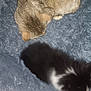 animal, bed, black_and_white_cat, cat, companion, cozy, cute, domestic_animal, feline, floor, fluffy, fur, indoor, pet_bed, relaxing, resting, sleeping, small, tabby_cat, two_animals