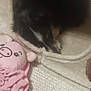 Azur participe au concours pour gagner de l'argent avec cette photo : animal, black_dog, blurred, carpet, circular_opening, comfort, cozy, dark, dog, fur, home, indoor, pet_accessory, pet_cave, pink, plush_toy, resting, sleeping, soft_texture, toy
