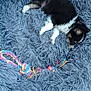 animal, bed, black_and_white, blue, concrete, cozy, cute, dog, fluffy, fur, outdoor, paw, pet_bed, puppy, relaxing, resting, rope_toy, sleeping, small_dog, toy