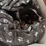 animal, bed, blanket, comfort, cozy, cute, dog, fur, gray, indoor, patterned, paw_prints, pet, relaxed, resting, sleeping, snuggled, soft, warm, white