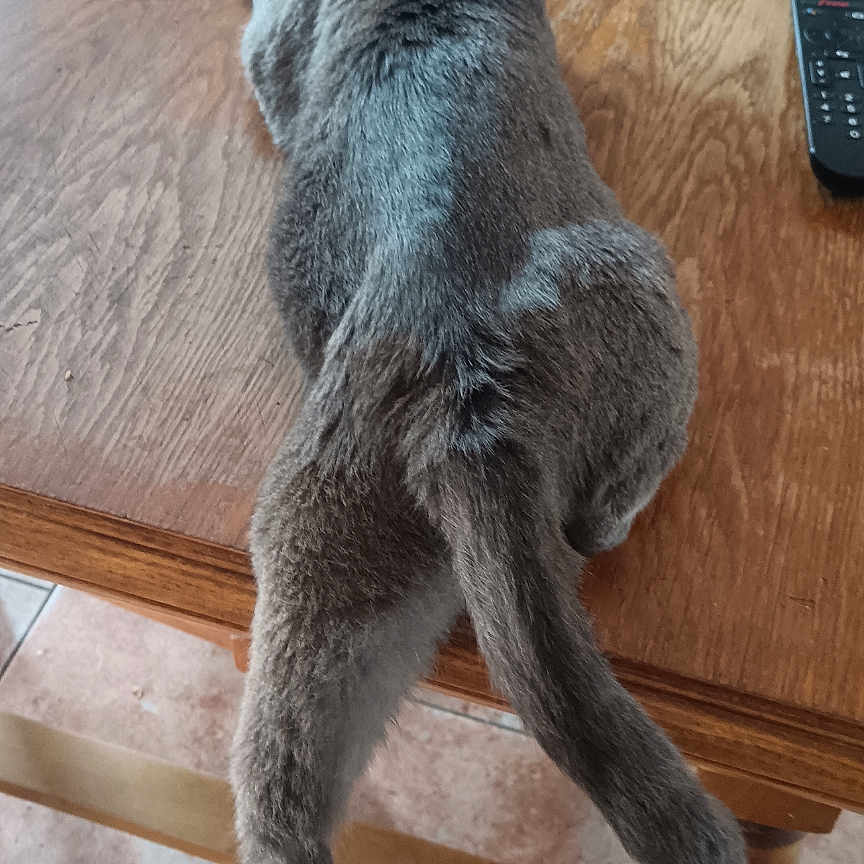 Titichat