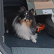 Aïko participe au concours pour gagner de l'argent avec cette photo : alert, animal, black, car_interior, cardboard, companion, curious, cute, dog, fluffy, fur, open_trunk, pet, sheltie, sitting, spare_tire, tan, trunk, vehicle, white