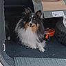 alert, animal, black, car_interior, cardboard, companion, curious, cute, dog, fluffy, fur, open_trunk, pet, sheltie, sitting, spare_tire, tan, trunk, vehicle, white