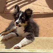 Aïko participe au concours pour gagner de l'argent avec cette photo : puppy, dog, pet, animal, outdoor, sunlight, shadow, patio, step, black_and_white, fluffy, young, cute, relaxed, curious, ears, nose, paw, fur, small