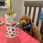 Leo is registered to the contest to win money with this photo: animal, bandana, birthday, brown_dog, celebration, chair, closeup, curious, cute, decorations, dog, festive, happy, indoor, number_1, party, pet, pink_tablecloth, table, wooden_chair