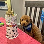 animal, bandana, birthday, brown_dog, celebration, chair, closeup, curious, cute, decorations, dog, festive, happy, indoor, number_1, party, pet, pink_tablecloth, table, wooden_chair