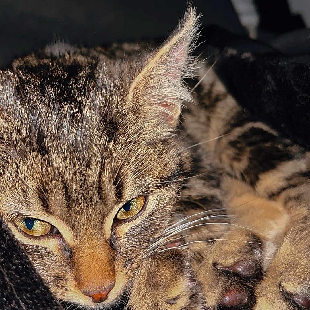 Tigrou a rejoint le concours — aidez-le/la à gagner de superbes lots ! animal, blanket, cat, close_up, cozy, cute, cute_animal, domestic_cat, feline, fur, indoor, mammal, paws, pet, relaxed, resting, sleepy, soft, tabby, whiskers