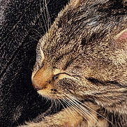 Tigrou participe au concours pour gagner de l'argent avec cette photo : animal, blanket, cat, closeup, cozy, cute, domestic, feline, fur, nap, paws, peaceful, pet, relaxed, resting, sleeping, soft, tabby, warm, whiskers