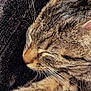 animal, blanket, cat, closeup, cozy, cute, domestic, feline, fur, nap, paws, peaceful, pet, relaxed, resting, sleeping, soft, tabby, warm, whiskers