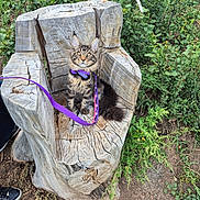 Anubis joined the competition — help win amazing prizes! cat, tabby_cat, wooden_chair, tree_stump, purple_leash, purple_collar, outdoor, greenery, plants, earth, soil, nature, pet, animal, feline, sitting, fur, curious, leash, collar